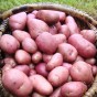 Albert Bartlett Rooster Potatoes 2kg net