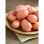 Rooster (2kg - Approx. 20-25 Tubers) Christmas Harvest Seed Potatoes Summer Planting Second Cropping Plant Now UK, Grows Approx. 200 Roasting Potatoes, by Jamieson Brothers