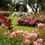 Rose Planting Compost with Added John Innes