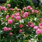 Rose Planting Compost with Added John Innes
