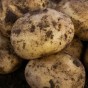 Sagitta Seed Potatoes - 20KG