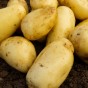 Sally 2Kg Seed Potatoes (Approx. 20-25 tubers) Jamieson Brothers