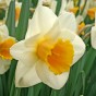 Garden with Jonny Narcissus Salome 10 Bulbs