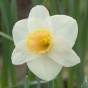 Garden with Jonny Narcissus Salome 10 Bulbs