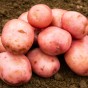 Sarpo Mira Seed Potatoes