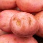Sarpo Mira Seed Potatoes - 20KG