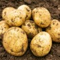 Saxon Seed Potatoes - 2KG