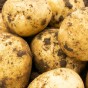 Saxon Seed Potatoes - 20KG