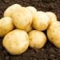 Saxon Seed Potatoes - 2KG