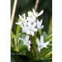 Scilla Scilla Siberica Alba 15 Bulbs Ready for Planting Now in UK Autumn Outdoor Gardens by Jamieson Brothers