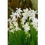 Scilla Scilla Siberica Alba 15 Bulbs Ready for Planting Now in UK Autumn Outdoor Gardens by Jamieson Brothers