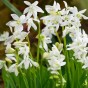 Scilla Siberica Alba 12 Bulbs Ready for Planting Now in UK Autumn Outdoor Gardens