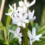 Scilla Siberica Alba 12 Bulbs Ready for Planting Now in UK Autumn Outdoor Gardens