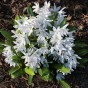 Scilla Siberica Alba 12 Bulbs Ready for Planting Now in UK Autumn Outdoor Gardens