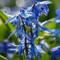 Scilla Siberica 15 Bulbs Ready for Planting Now in UK Autumn Outdoor Gardens