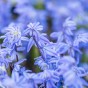 Scilla Siberica 15 Bulbs Ready for Planting Now in UK Autumn Outdoor Gardens