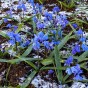 Scilla Siberica 15 Bulbs Ready for Planting Now in UK Autumn Outdoor Gardens