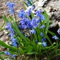 Scilla Siberica 15 Bulbs Ready for Planting Now in UK Autumn Outdoor Gardens