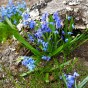 Scilla Siberica 15 Bulbs Ready for Planting Now in UK Autumn Outdoor Gardens
