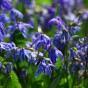 Scilla Siberica 15 Bulbs Ready for Planting Now in UK Autumn Outdoor Gardens