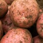 Setanta Seed Potatoes