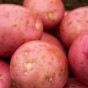 Setanta Seed Potatoes - 20KG