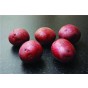Setanta Seed Potatoes - 2KG