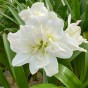 Amaryllis Arctic Nymph Gift Box (1 Large 28/30cm Pre-Potted Bulb) Hippeastrum Ready for Planting Now in UK Indoor Flowering Christmas Garden Gift