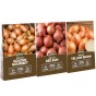 Autumn Shallot Sets 3-Pack, 24 Shallot Sets, Yellow Moon, Red Sun & Golden Gourmet by Jamieson Brothers