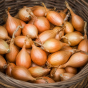 Golden Gourmet Shallot 250g Autumn Planting Shallot Sets