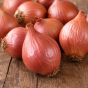 Red Sun Shallot 250g Autumn Planting Shallot Sets