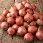 Autumn Shallot Sets 3-Pack, 24 Shallot Sets, Yellow Moon, Red Sun & Golden Gourmet by Jamieson Brothers