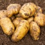 Sharpes Express Seed Potatoes - 2KG