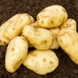 Sharpes Express 2kg Summer Planting Second Cropping  Seed Potatoes (22 Tubers Approx.) By Jamieson Brothers