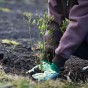Philadelphus - Spring planting bare root shrub by Jamieson Brothers