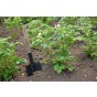 Double Strength Blight Guard for the prevention of foliar blight in tomatoes and potatoes -  500ml concentrate 