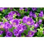 Campanula Canterbury Bells Mixed Flower Seeds (Approx. 895 seeds) by Jamieson Brothers®