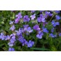 Aubretia Large Mixed Flower Seeds (Approx. 160 seeds) by Jamieson Brothers
