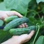 Jamieson Brothers® Cucumber Marketmore Vegetable Seeds (approx. 40 seeds)