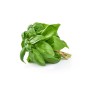 Sweet Basil Herb Seeds (Approx. 220 seeds) by Jamieson Brothers®