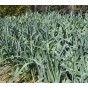 Leek Musselburgh Vegetable Seeds (Approx. 240 seeds) by Jamieson Brothers®