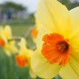 Orange Cupped Daffodil Bulbs by Jamieson Brothers® 