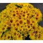Sunflower Miniature Mixture Flower Seeds (Approx. 25 seeds) - By Jamieson Brothers®