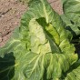 Jamieson Brothers® Cabbage Greyhound Vegetable Seeds (approx. 500 seeds)