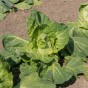 Cabbage Greyhound Vegetable Seeds (approx. 500 seeds) by Jamieson Brothers