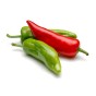 Jamieson Brothers® Chilli Jalapeno Vegetable Seeds (Approx. 30 seeds)