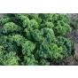 Jamieson Brothers® Curly Kale Westland Autumn Vegetable Seeds (Approx. 155 seeds)