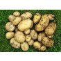 Swift Seed Potatoes