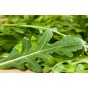 Rocket Wild Herb Seeds (Approx. 485 seeds) by Jamieson Brothers
