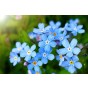 Forget Me Not Indigo Flower Seeds (Approx.300 seeds) - By Jamieson Brothers 